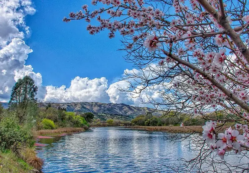 Spring blossoms beside a lake below green hills near Vacaville